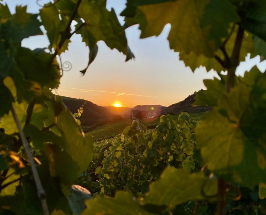 Les vignobles de Penedès